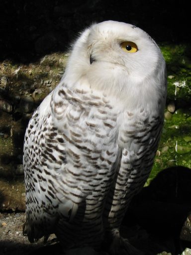 Name: Merlin
