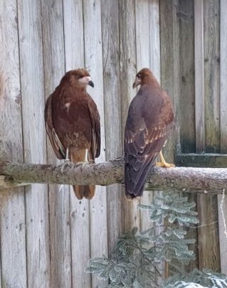 Name: Shelly (links), Joe (rechts)